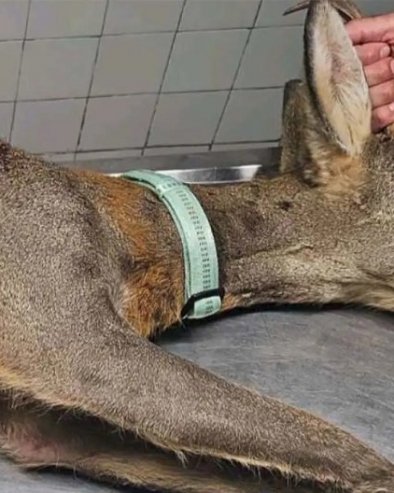 POVREĐENI SRNDAĆ PRONAĐEN U IGALU: Životinja u teškom stanju, svi se nadaju njenom oporavku (FOTO)