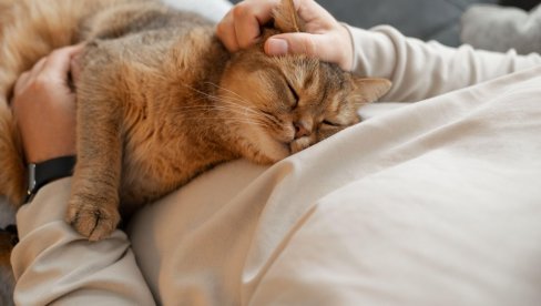 NEVEROVATNA VEZA ČOVEKA I MAČKE: Naučnici iz Japana oktrili da je emocionalna veza mačaka i vlasnika vidljiva i u hormonima