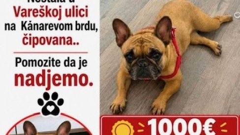 VELIKA POTRAGA ZA MALOM KIROM : Psa sa Kanarevog brda nema još od avgusta, nagrada čak 1.500 evra