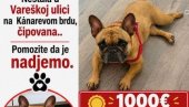 VELIKA POTRAGA ZA MALOM KIROM : Psa sa Kanarevog brda nema još od avgusta, nagrada čak 1.500 evra