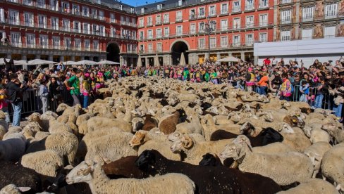 OVO JE NEVEROVATNO, TURISTI ŠOKIRANI : Hiljade koza i ovaca preplavilo ulice Madrida (FOTO)