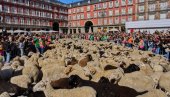 OVO JE NEVEROVATNO, TURISTI ŠOKIRANI : Hiljade koza i ovaca preplavilo ulice Madrida (FOTO)