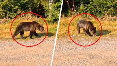 Beograđanka ugledala medveda, a onda je on video nju... (VIDEO)