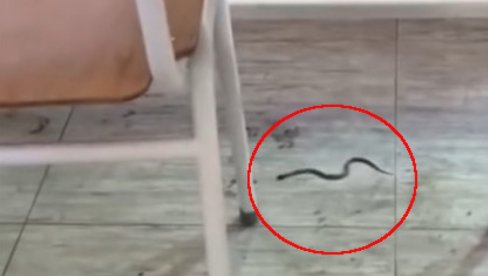ZMIJA UŠLA U UČIONICU: Đaci vrištali od straha u Bijelom Polju (VIDEO)