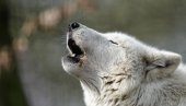 VUK NAPAO DEVOJČICU: Jeziva nesreća u nemačkom zoološkom vrtu, već im bežale životinje