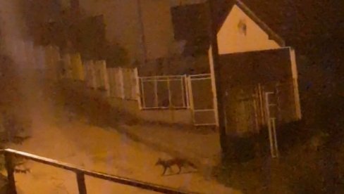 DIVLJE ZVERI DOŠETALE DO GRADA: Muke žitelja perifernih čačanskih naselja sa lisicama i šakalima