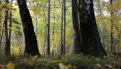 ВОЈВОДИНА ЈЕ НАЈМАЊЕ ПОШУМЉЕНА РЕГИЈА У ЕВРОПИ: Стручњак објашњава како и зашто ово треба мењати