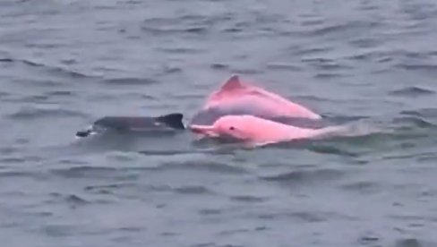 NEVEROVATAN PRIZOR - USNIMLJENI ROZE DELFINI: Naučnici potvrdili da je snimak autentičan (VIDEO)