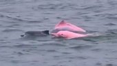 NEVEROVATAN PRIZOR - USNIMLJENI ROZE DELFINI: Naučnici potvrdili da je snimak autentičan (VIDEO)