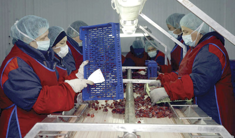 Малинари траже почетну цену малине 2,3 евра по килограму