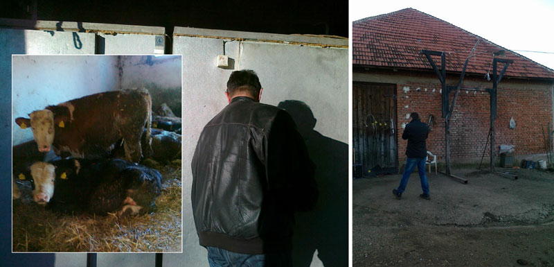 Крагујевац: Месо из нелегалне кланице биће уништено у кафилерији