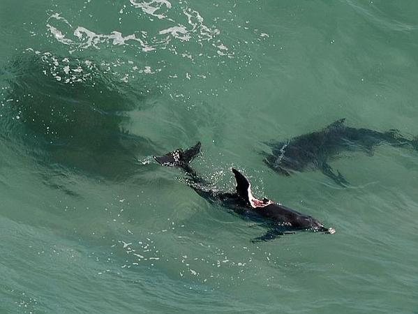 Аустралија: Морска неман дуга више од пет метара примећена у близини плажа
