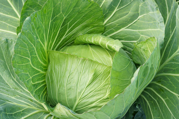 Јапански купус на српској њиви