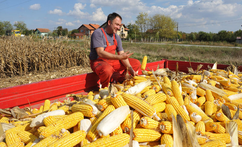 Са српске њиве до Јужне Кореје