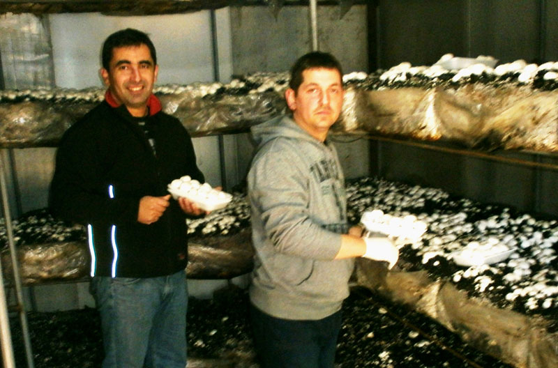 Модрича: Шампињони само ничу