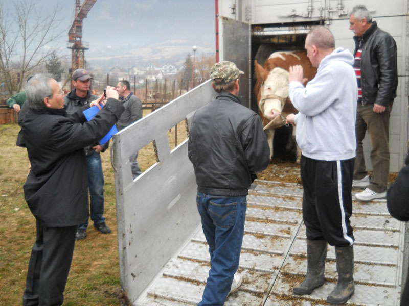 Рогатица: Јунице на поклон од Јапана