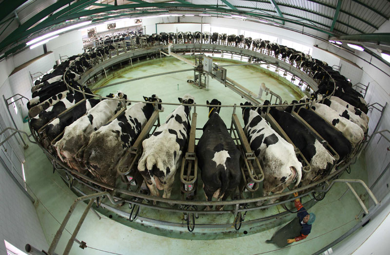 Млеко из Европе дави наше сточаре