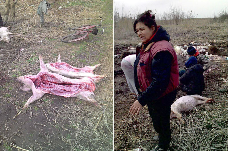 Лешеви свиња са депоније прерађени у шунку и сланину, месо продавано на црно, шницле и на трпези?!  