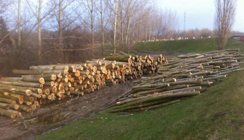 ЈПВ Воде Војводине посекло здраву шуму?