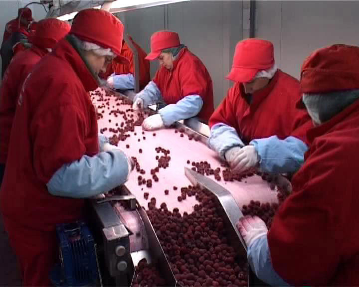 Братунац: Јапанци „саде” малине