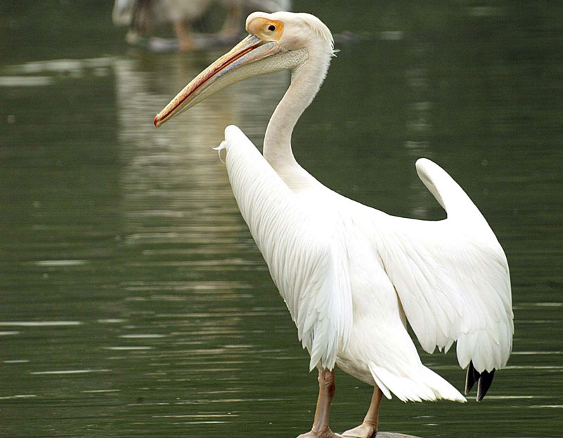 Скадарско језеро добило још 50 пеликана