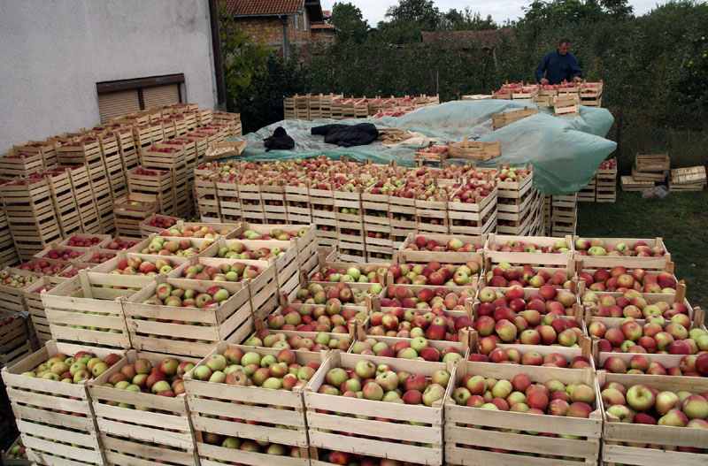 Српски извоз у Русију опао за петину, подбацила индустија, пољопривреда расте