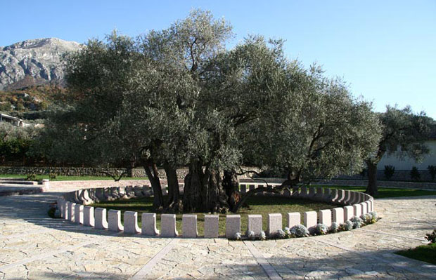 Бар: Чија је Стара маслина