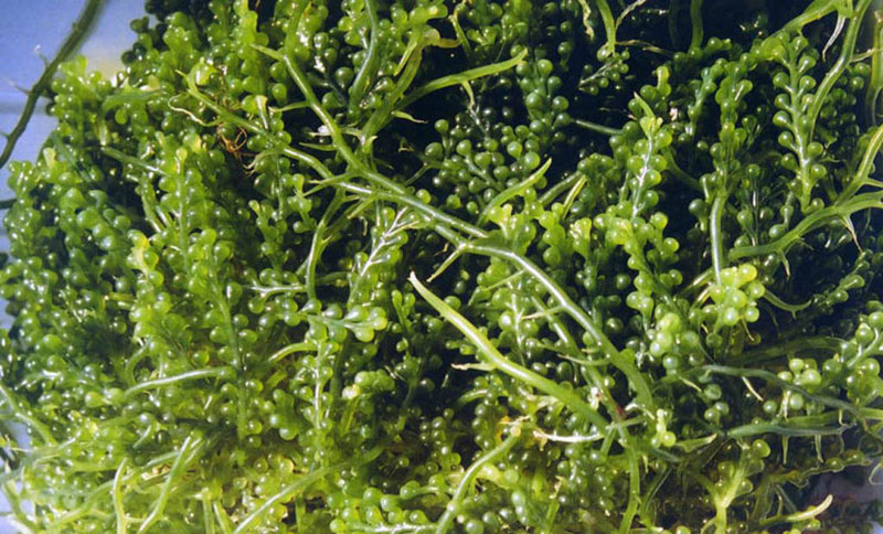 У водама Jадрана чак 38 нових врста