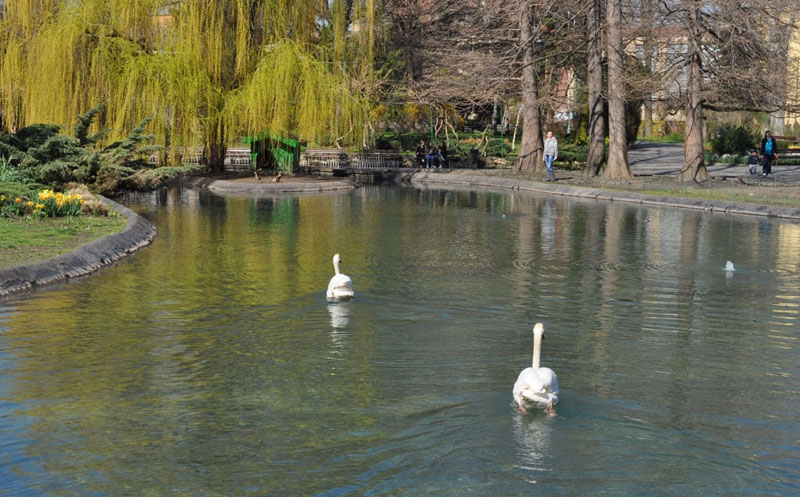 Нови Сад: Лабудови Иса и Биса опет у Дунавском парку