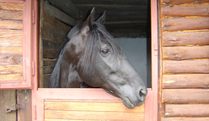 Расни галопери завршавају у кобасицама