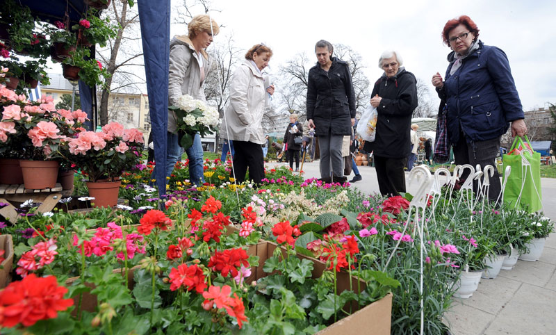 За магнолију чак 15.000 динара