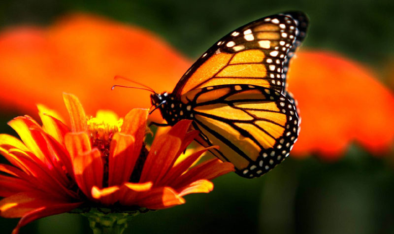 Монсанто даје четири милиона долара за спас краљевских лептира