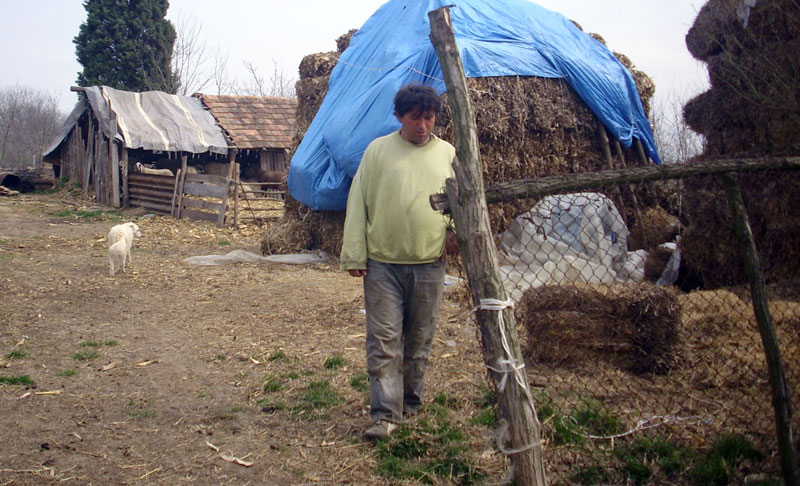 Средоје за ноћ остао без 40 јагањаца, нема чиме да прехрани породицу