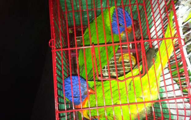 Откривен аутомобил пун кријумчарених птица