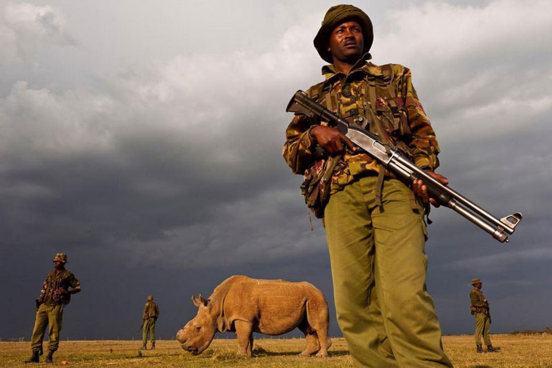 Последњи северни бели носорог добио телохранитеља