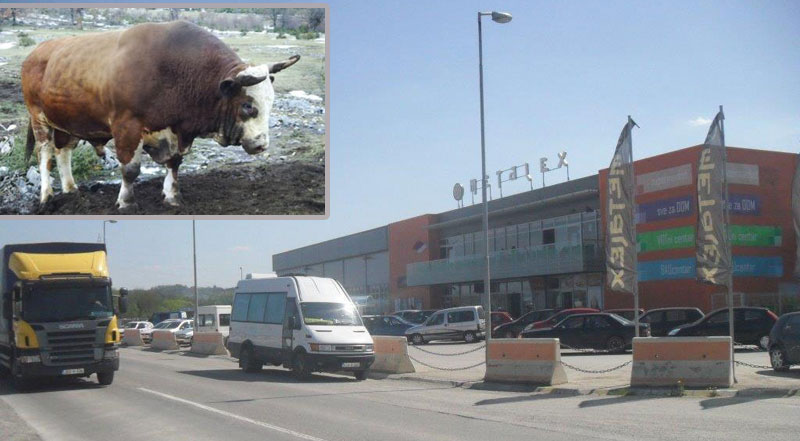 Бик умало упао у тржни центар!