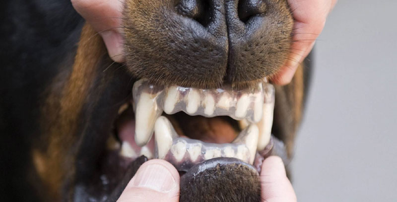 Од беснила у свету умре 160 људи сваки дан, годишње 59.000