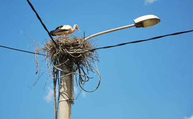 У Беране опет слетеле беле роде