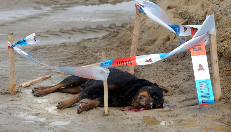 Београд: Девојчица коју је ујео ротвајлер успешно се опоравља после операције