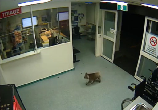 Коала из ургентног центра постала хит на интернету