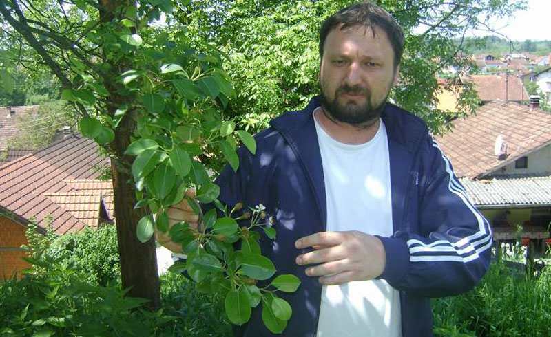 Србац: Крушке процветале по други пут