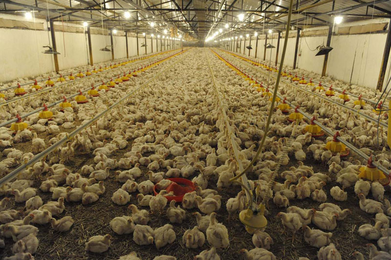 Живинарске фарме по стандарду ЕУ