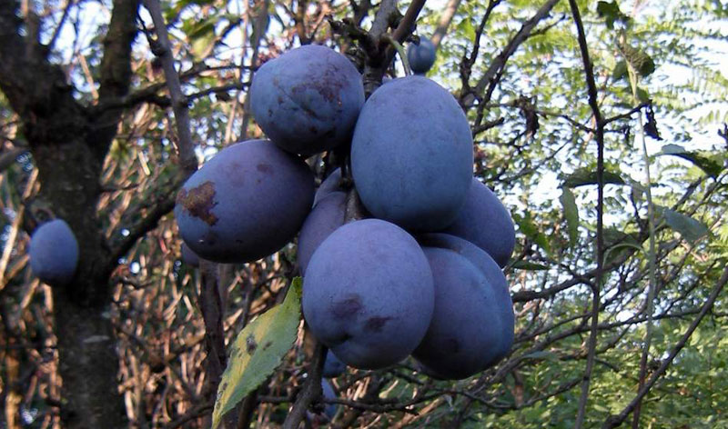 Американци нуде ГМО шљиве, у БиХ упозоравају на законе