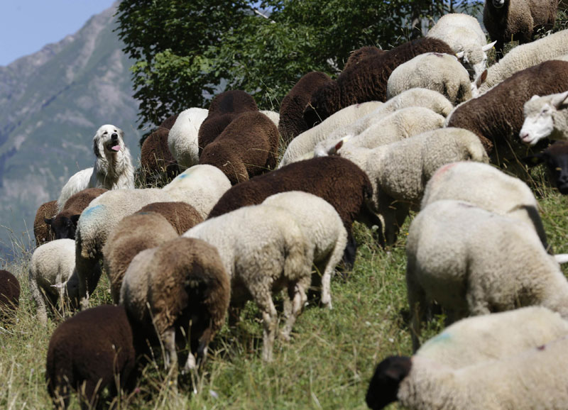 Швајцарци унајмилили овце за одржавање пруга