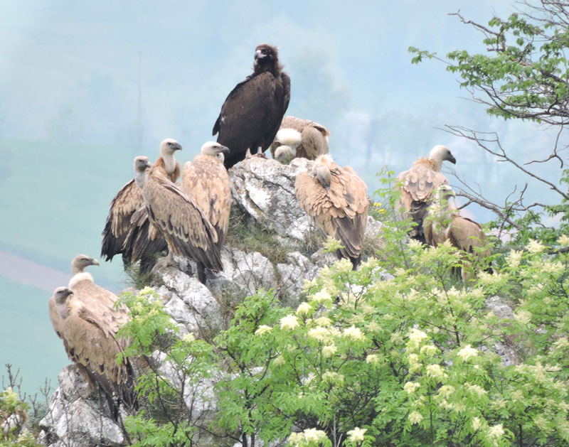Увац: Црни орао међу суповима