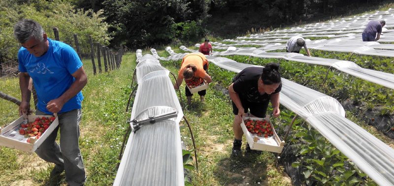 Јагоде слатке само за јело
