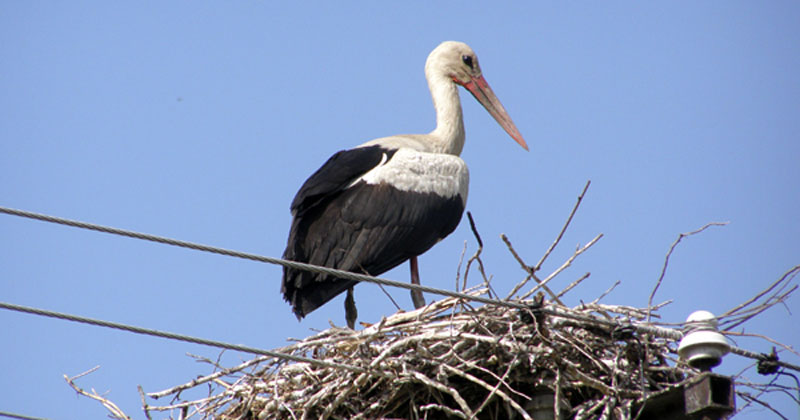 Тараш - Европско село рода 2015