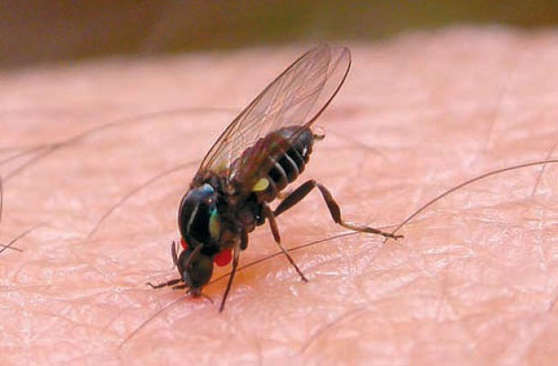 Уједају комарци и клинтонке?!