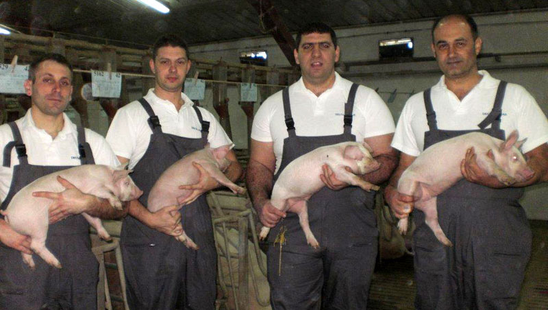 Узгајају свиње боље од Данаца