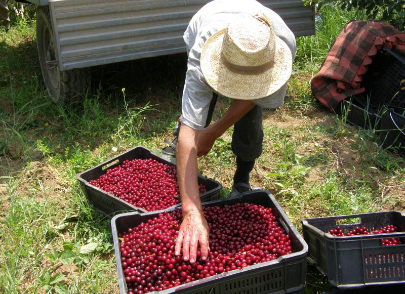 Вишње пуне кућни буџет